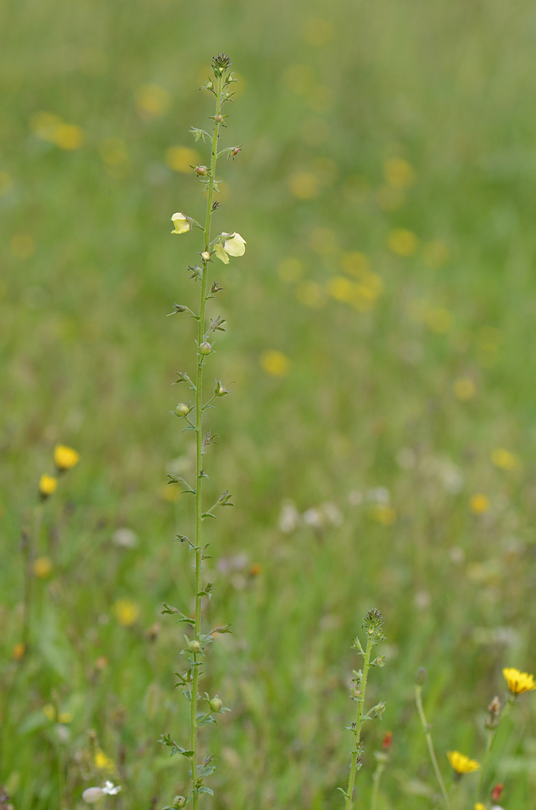 Verbascum blattaria bianco